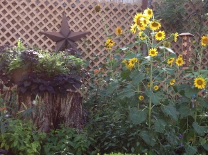 Frances told me the sunflowers grew from the seeds that feel out of the feeder.
